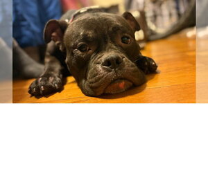 Tammy **Courtesy Post** - Female Mutt Dog for Adoption - Photo #3
