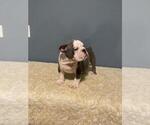 Small Photo #5 English Bulldog Puppy For Sale in REVERE, MA, USA