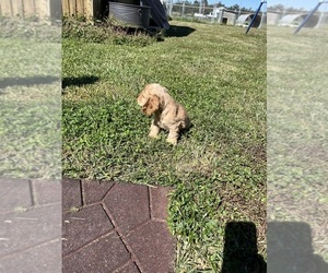 Cocker Spaniel Puppy for sale in HODGENVILLE, KY, USA