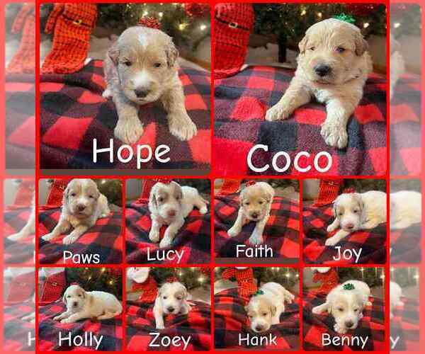 Medium Photo #1 Pyredoodle Puppy For Sale in MINSTER, OH, USA