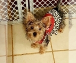 Small Photo #1 Yorkshire Terrier Puppy For Sale in SAVANNAH, GA, USA