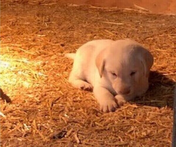 Medium Photo #6 Labrador Retriever Puppy For Sale in BELLINGHAM, MN, USA