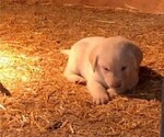 Small Photo #6 Labrador Retriever Puppy For Sale in BELLINGHAM, MN, USA