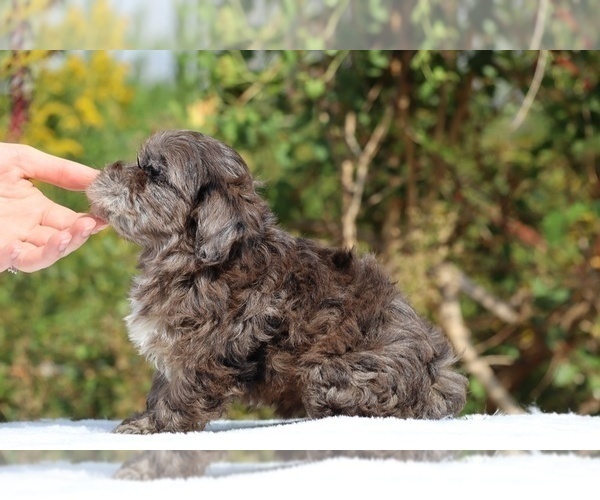 Medium Photo #48 ShihPoo Puppy For Sale in DYERSBURG, TN, USA