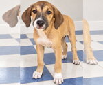 Small Photo #3 Bogle Puppy For Sale in Southbury, CT, USA