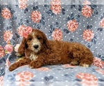 Small Photo #4 Cavapoo Puppy For Sale in KINZERS, PA, USA
