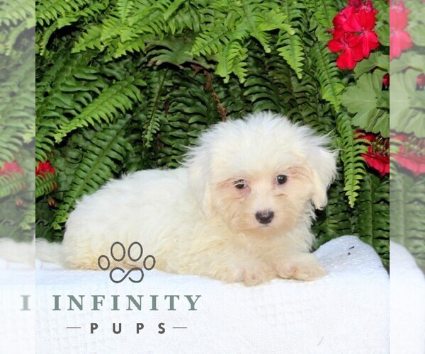 Medium Photo #3 Maltese Puppy For Sale in RISING SUN, MD, USA