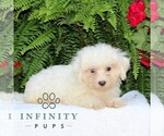 Small #2 Maltese