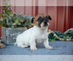 Small #2 Jack Russell Terrier
