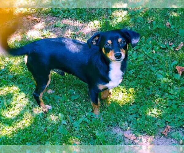 Medium Photo #12 Chilier Puppy For Sale in Arlington, WA, USA