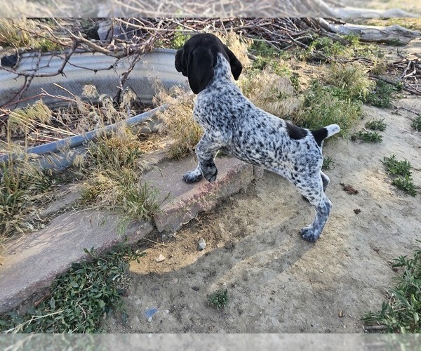 Medium Photo #10 German Shorthaired Pointer Puppy For Sale in EVANSVILLE, WY, USA