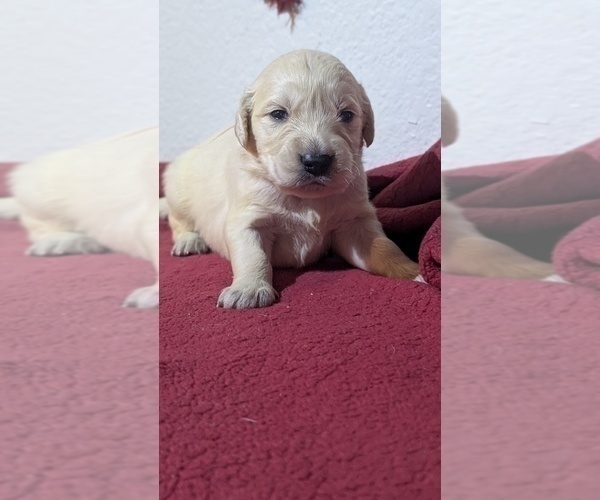 Medium Photo #6 Golden Retriever Puppy For Sale in MODESTO, CA, USA