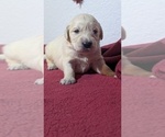 Small Photo #18 Golden Retriever Puppy For Sale in MODESTO, CA, USA