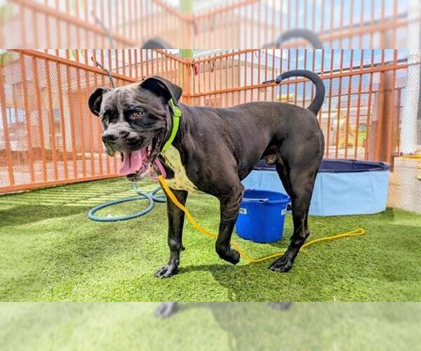 Medium Photo #1 Boxer-Unknown Mix Puppy For Sale in Las Vegas, NV, USA