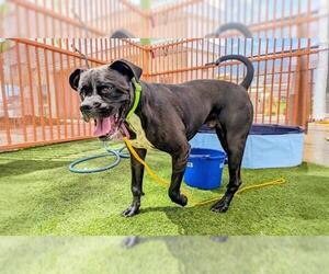 Boxer-Unknown Mix Dogs for adoption in Las Vegas, NV, USA