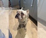 Small #7 French Bulldog