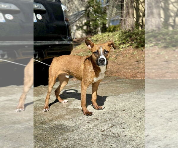 Medium Photo #3 Boxador Puppy For Sale in Raleigh, NC, USA