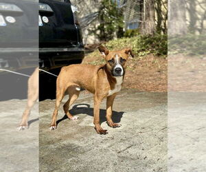Duck - Male Boxador Dog for Adoption - Photo #3