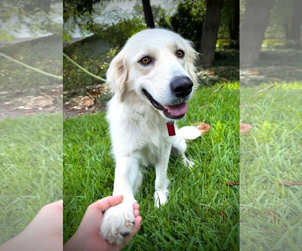 Medium Photo #4 Great Pyrenees Puppy For Sale in Spring, TX, USA