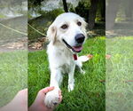 Small #3 Great Pyrenees