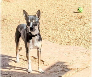 Australian Kelpie-Unknown Mix Dogs for adoption in Pena Blanca, NM, USA