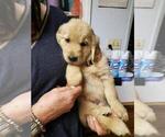 Small Photo #1 Golden Retriever Puppy For Sale in PERRIS, CA, USA