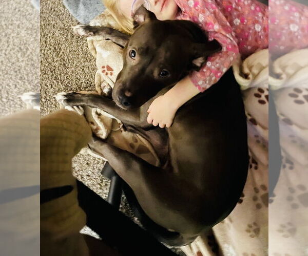 Medium Photo #15 American Pit Bull Terrier-Unknown Mix Puppy For Sale in Germantown, OH, USA
