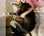 Small #14 American Pit Bull Terrier Mix