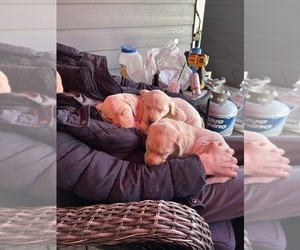 Labrador Retriever Puppy for sale in ARLINGTON, WA, USA