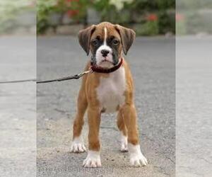 Bulldog Puppy for sale in HUMBLE, TX, USA