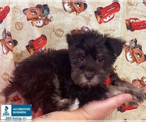 Schnauzer (Miniature) Puppy for sale in WINNSBORO, LA, USA