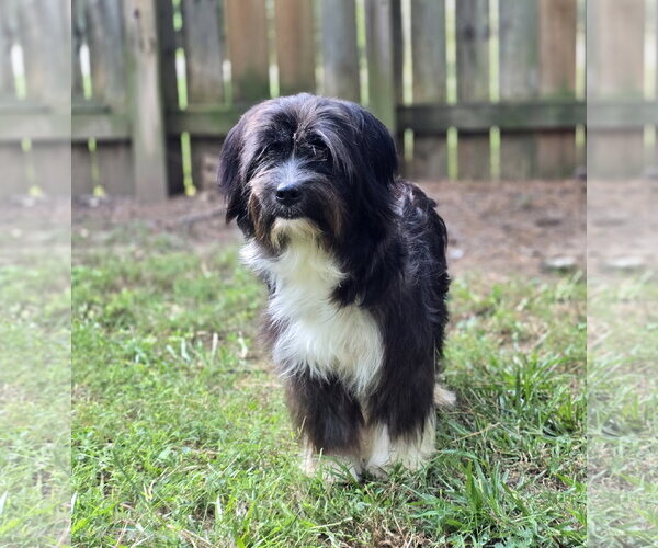 Medium Photo #2 Havanese-Unknown Mix Puppy For Sale in Social Circle, GA, USA