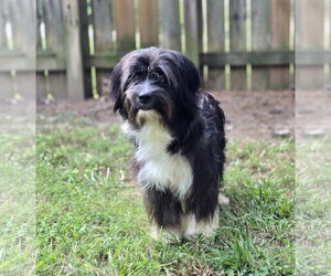 WINSTON - Male Havanese-Unknown Mix Dog for Adoption - Photo #2