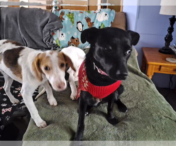Medium Photo #3 Mutt Puppy For Sale in Coldwater, MI, USA