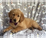 Small Photo #9 Golden Retriever Puppy For Sale in LAKELAND, FL, USA