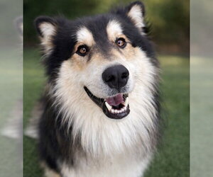 Border Collie-Unknown Mix Dogs for adoption in Canton, CT, USA