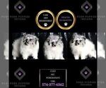 Small Photo #1 Pomeranian Puppy For Sale in WARSAW, IN, USA