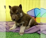 Small Photo #15 Siberian Husky Puppy For Sale in DEARBORN, MO, USA