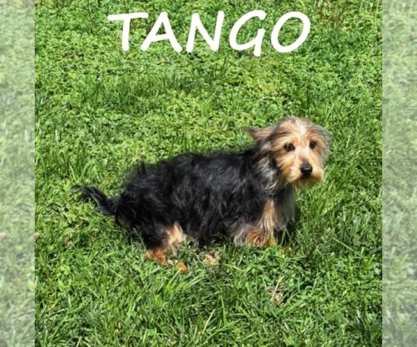 Medium Photo #3 YorkiePoo Puppy For Sale in HARTLAND, MN, USA