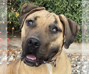 Labrador Retriever Dogs for adoption in Albuquerque, NM, USA