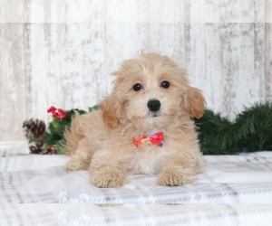 Maltipoo Puppy for sale in SHILOH, OH, USA