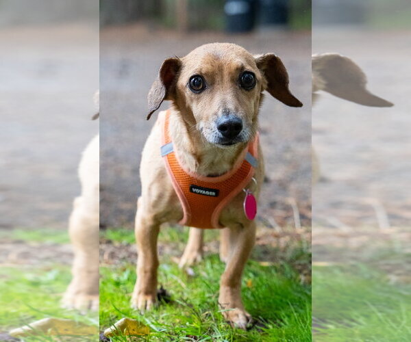 Medium Photo #1 Chiweenie Puppy For Sale in Bellevue, WA, USA