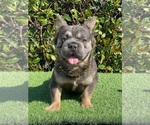 Small Photo #1 French Bulldog Puppy For Sale in DALLAS, TX, USA