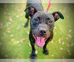 Small #2 Labrador Retriever Mix