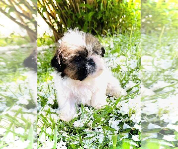 Medium Photo #1 Shih Tzu Puppy For Sale in MC KEE, KY, USA