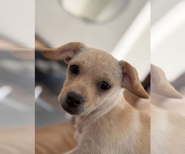 Medium Photo #6 Chihuahua Puppy For Sale in San Diego, CA, USA