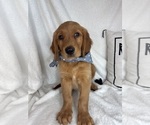 Small #2 Golden Retriever