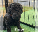 Puppy Pierce Goldendoodle (Miniature)