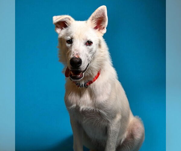 Medium Photo #2 Anatolian Shepherd-Unknown Mix Puppy For Sale in Rowlett, TX, USA