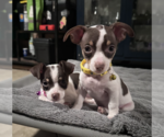 Small #3 Chihuahua Mix